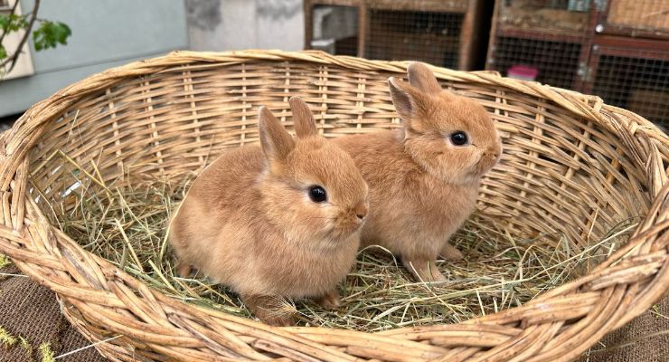 Kastamonu Büyümeyen Tavşan