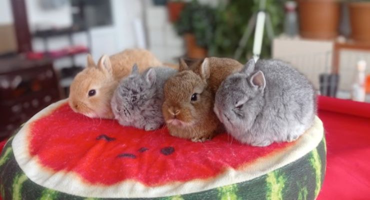 Kastamonu Cins Tavşan