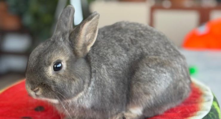 Kastamonu Ev Tavşanı