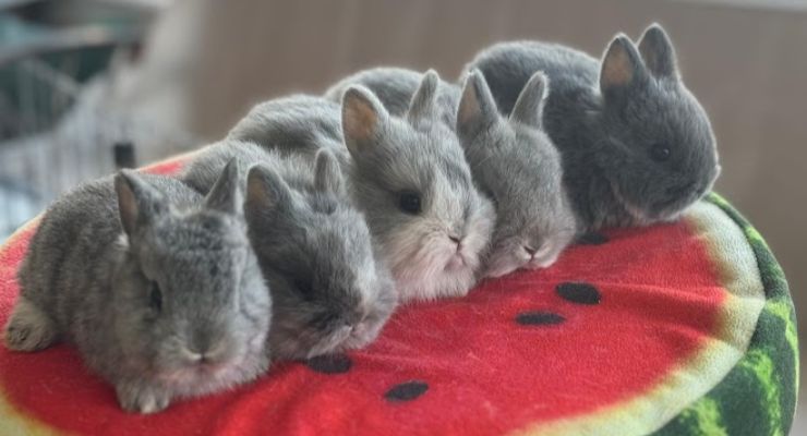 Kastamonu Evcil Tavşan