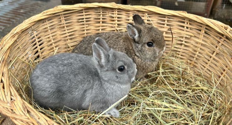 Kastamonu Yavru Tavşan