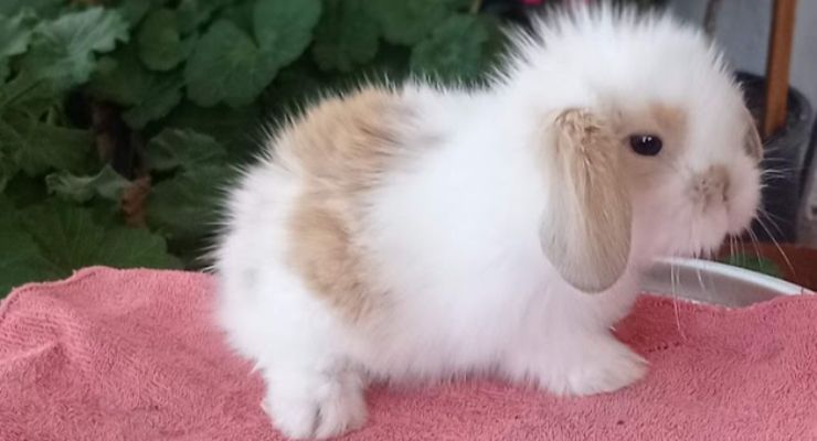 Kastamonu Hollanda Lop Tavşan